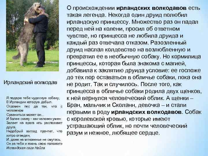 Ирландский волкодав Я подарю тебе чудесную собаку В Ирландии которую добыл. Огромен пес да