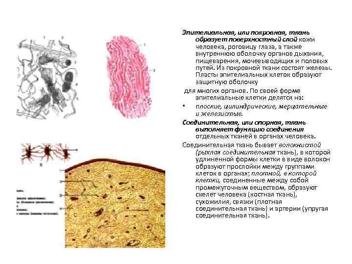 Эпителиальная, или покровная, ткань образует поверхностный слой кожи человека, роговицу глаза, а также внутреннюю