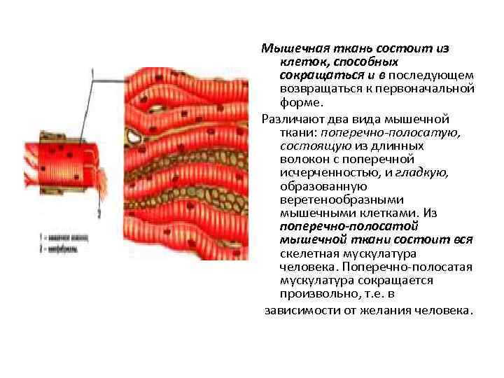 Мышечная ткань состоит из клеток, способных сокращаться и в последующем возвращаться к первоначальной форме.