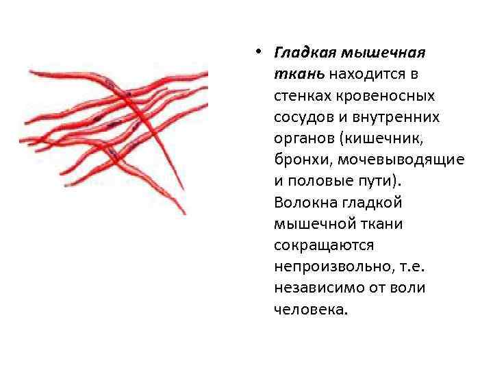  • Гладкая мышечная ткань находится в стенках кровеносных сосудов и внутренних органов (кишечник,