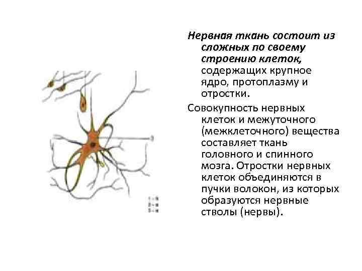 Нервная ткань состоит из сложных по своему строению клеток, содержащих крупное ядро, протоплазму и