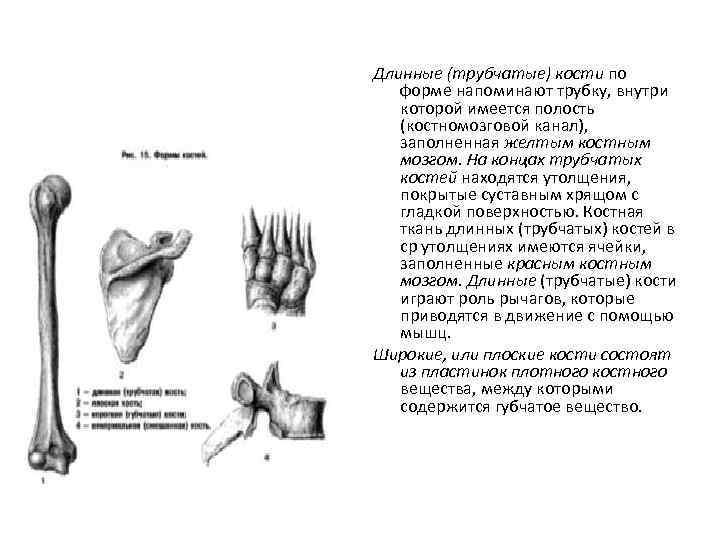 Длинные (трубчатые) кости по форме напоминают трубку, внутри которой имеется полость (костномозговой канал), заполненная