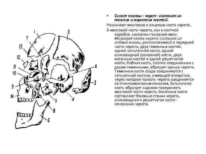 Скелет головы - череп - состоит из плоских и коротких костей. Различают мозговую и