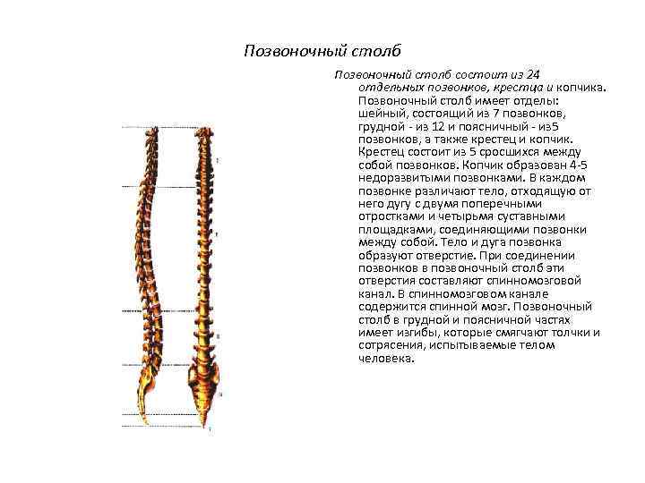 Позвоночный столб состоит из 24 отдельных позвонков, крестца и копчика. Позвоночный столб имеет отделы: