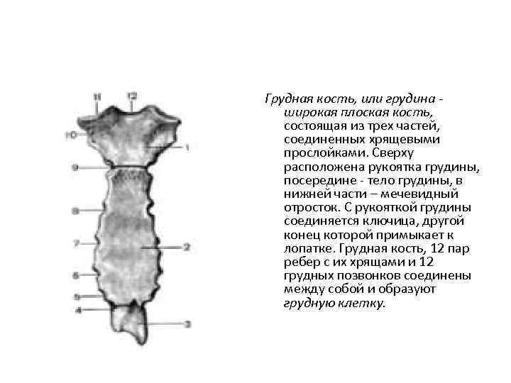 Грудная кость, или грудина широкая плоская кость, состоящая из трех частей, соединенных хрящевыми прослойками.