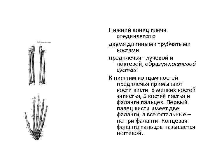 Нижний конец плеча соединяется с двумя длинными трубчатыми костями предплечья - лучевой и локтевой,