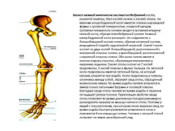Скелет нижней конечности состоит из бедренной кости, коленной чашечки, двух костей голени и костей