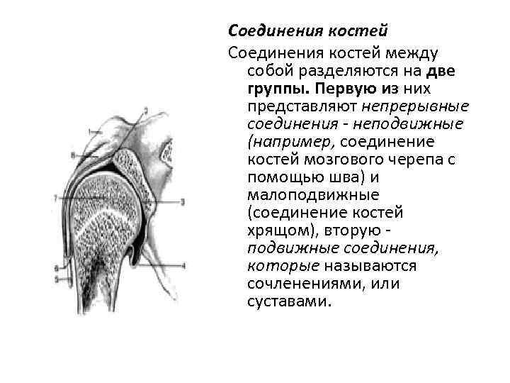 Соединения костей между собой разделяются на две группы. Первую из них представляют непрерывные соединения
