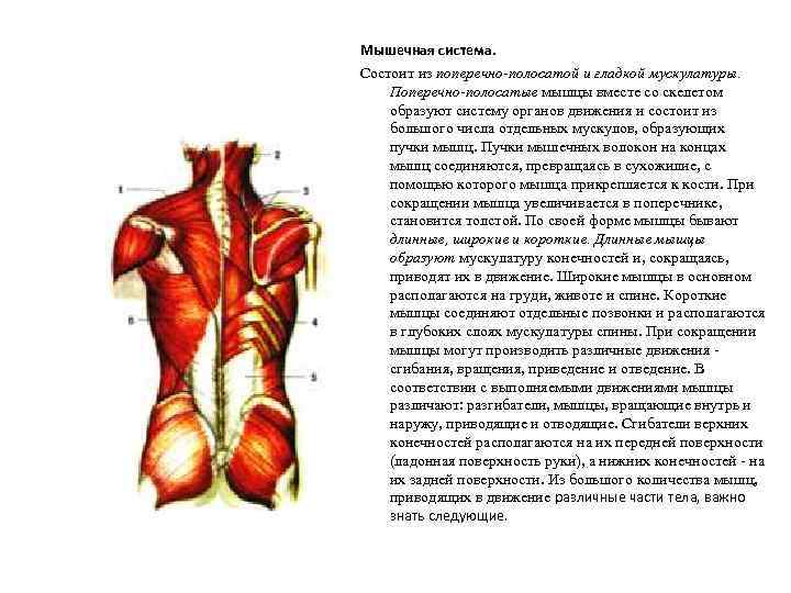 Мышечная система. Состоит из поперечно-полосатой и гладкой мускулатуры. Поперечно-полосатые мышцы вместе со скелетом образуют