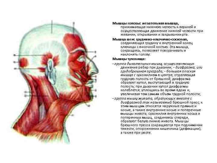Мышцы головы: жевательная мышца, прижимающая нижнюю челюсть к верхней и осуществляющая движение нижней челюсти