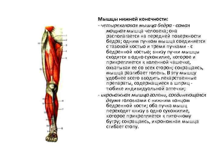 Мышцы нижней конечности: - четырехглавая мышца бедра - самая мощная мышца человека; она располагается