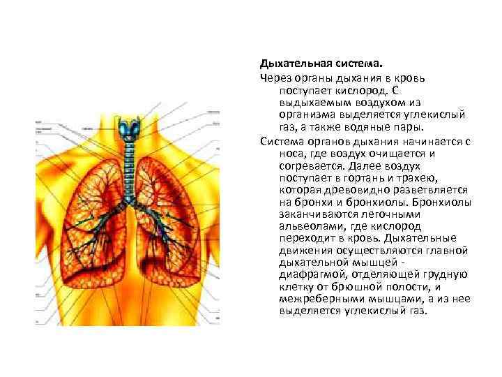 Дыхательная система. Через органы дыхания в кровь поступает кислород. С выдыхаемым воздухом из организма