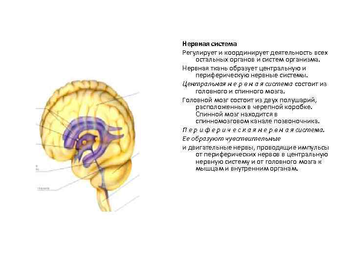 Нервная система Регулирует и координирует деятельность всех остальных органов и систем организма. Нервная ткань