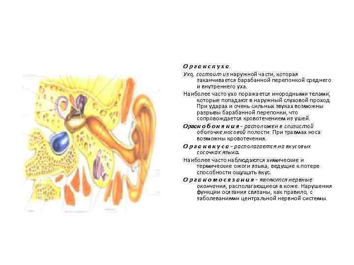 О р г а н с л у х а. Ухо, состоит из наружной