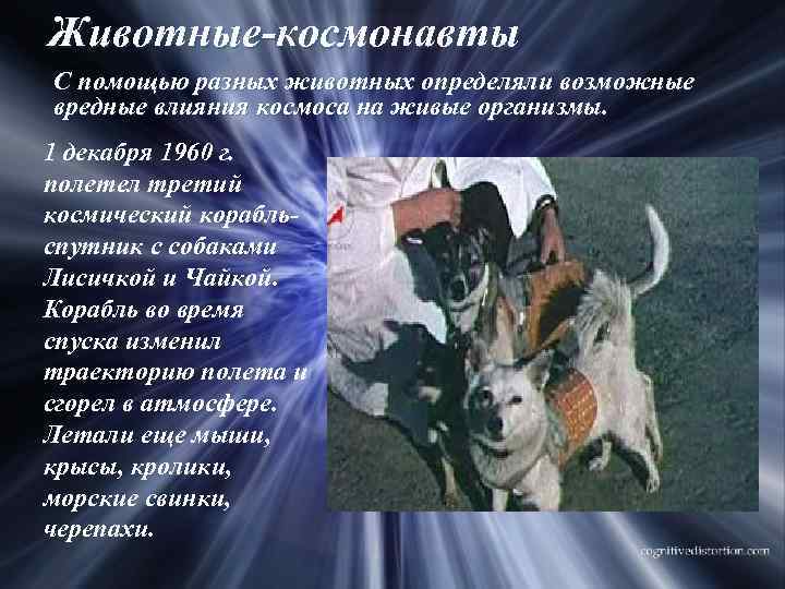 Животные-космонавты С помощью разных животных определяли возможные вредные влияния космоса на живые организмы. 1