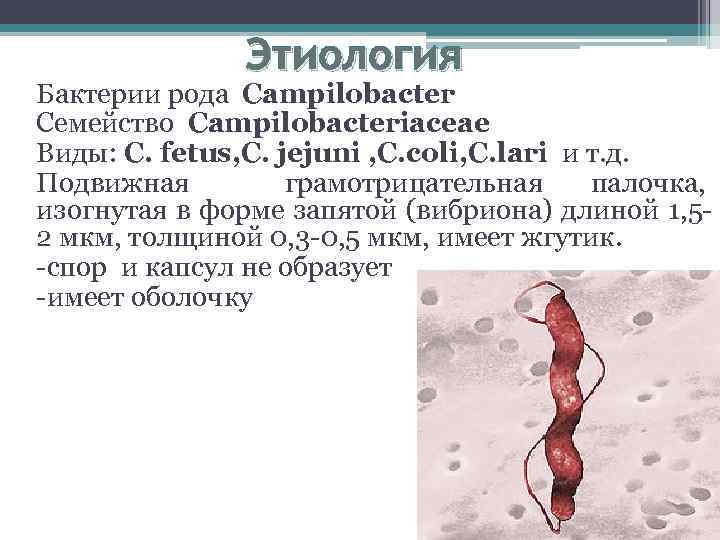 Этиология Бактерии рода Cаmpilobacter Семейство Campilobacteriaceae Виды: С. fetus, С. jejuni , С. coli,