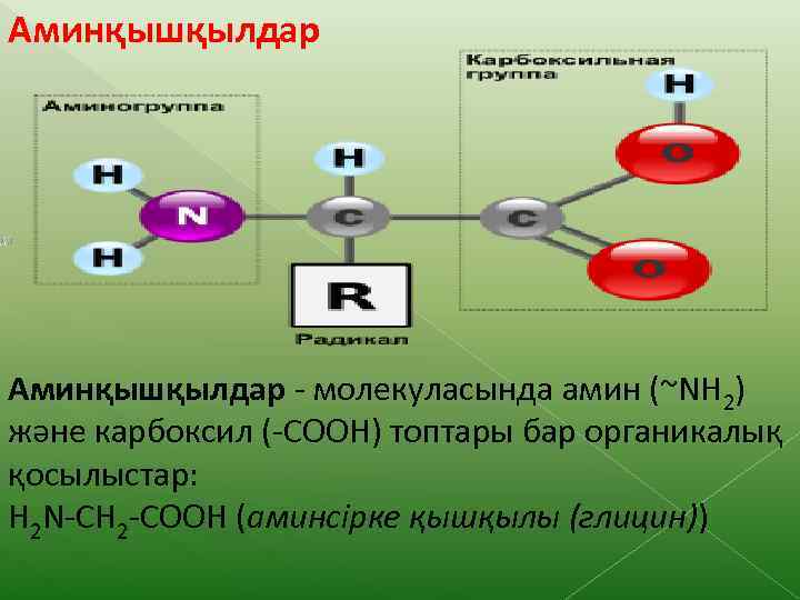 Аминқышқылдар - молекуласында амин (~NH 2) және карбоксил (-СООН) топтары бар органикалық қосылыстар: H