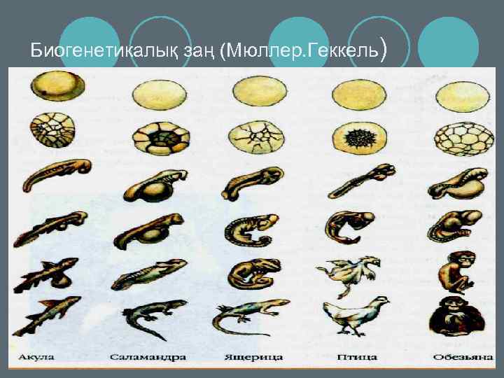 Биогенетикалық заң (Мюллер. Геккель) 