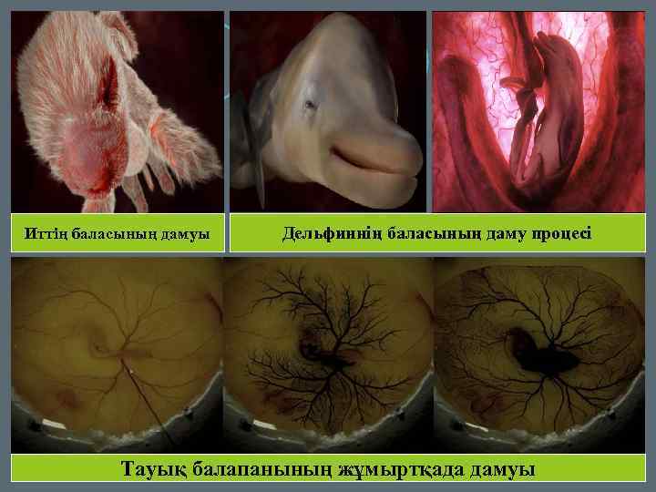 Иттің баласының дамуы Дельфиннің баласының даму процесі Тауық балапанының жұмыртқада дамуы 