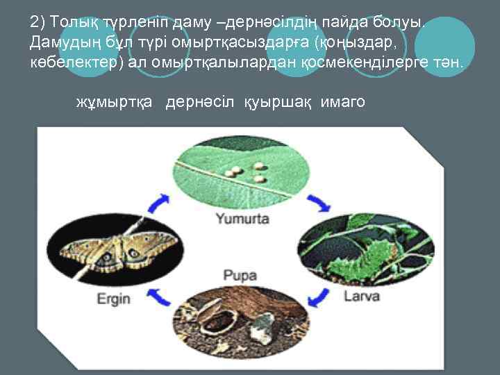 2) Толық түрленіп даму –дернәсілдің пайда болуы. Дамудың бұл түрі омыртқасыздарға (қоңыздар, көбелектер) ал