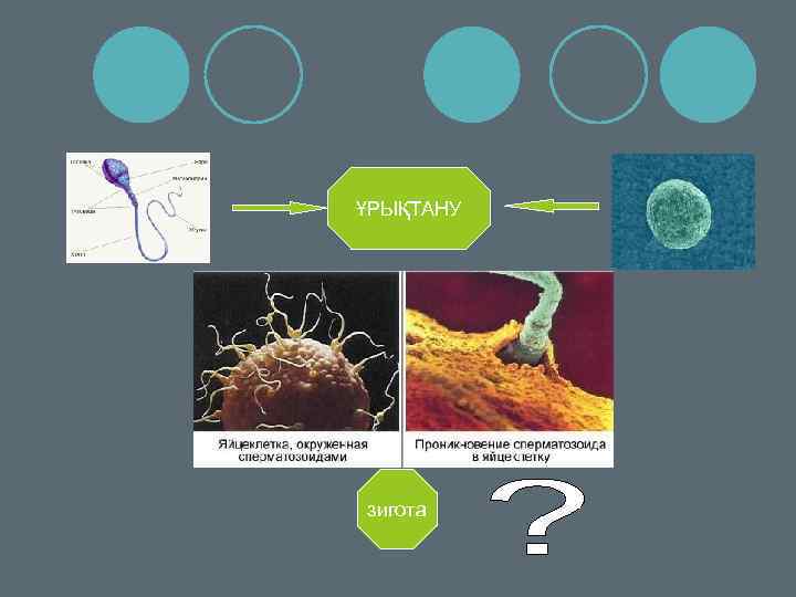 ҰРЫҚТАНУ зигота 