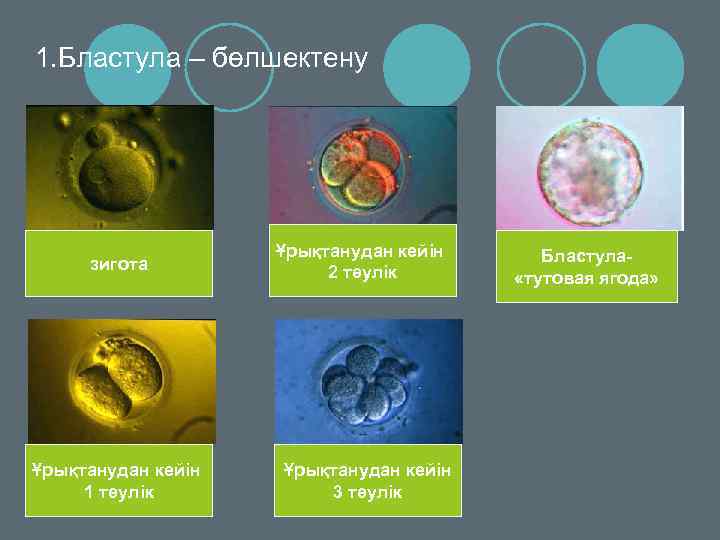 1. Бластула – бөлшектену зигота Ұрықтанудан кейін 1 тәулік Ұрықтанудан кейін 2 тәулік Ұрықтанудан