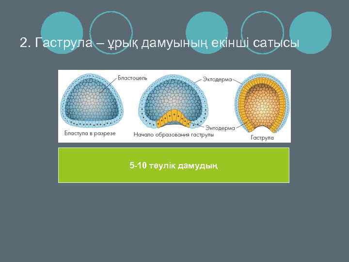 Гаструла лягушки рисунок