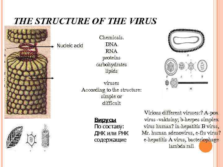 THE STRUCTURE OF THE VIRUS Nucleic acid Chemicals. DNA RNA proteins carbohydrates lipids viruses