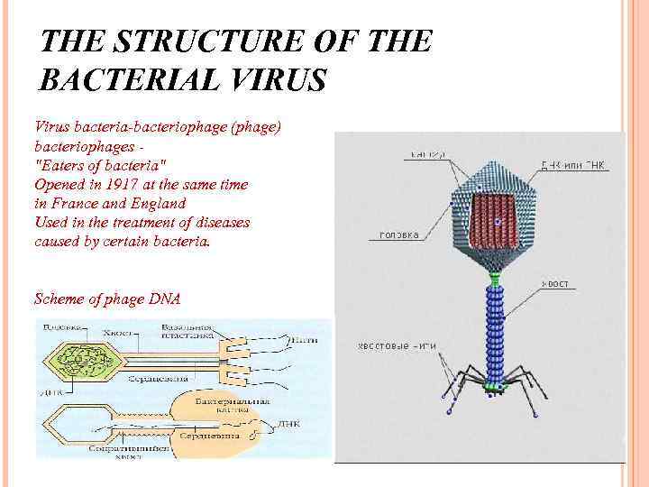 THE STRUCTURE OF THE BACTERIAL VIRUS Virus bacteria-bacteriophage (phage) bacteriophages "Eaters of bacteria" Opened