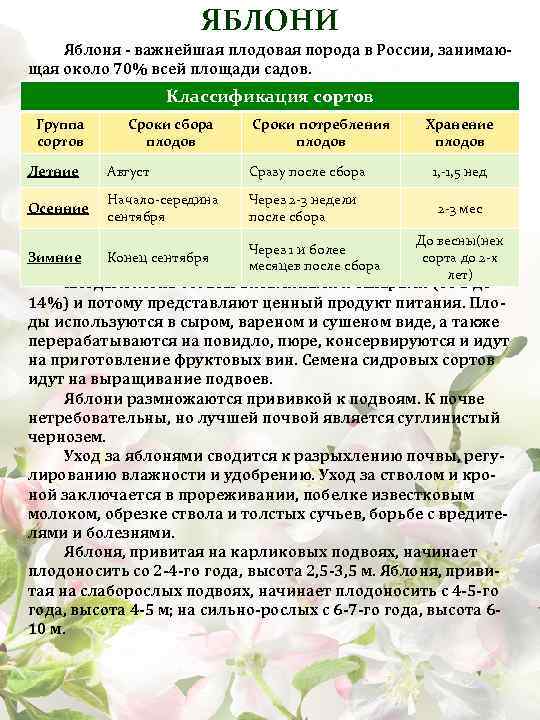 ЯБЛОНИ Яблоня важнейшая плодовая порода в России, занимаю щая около 70% всей площади садов.