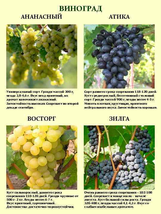 Сорт винограда башкирский ранний фото и описание