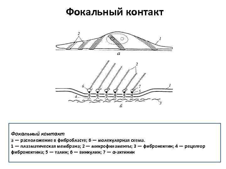 Фокальный контакт а — расположение в фибробласте; 6 — молекулярная схема. 1 — плазматическая