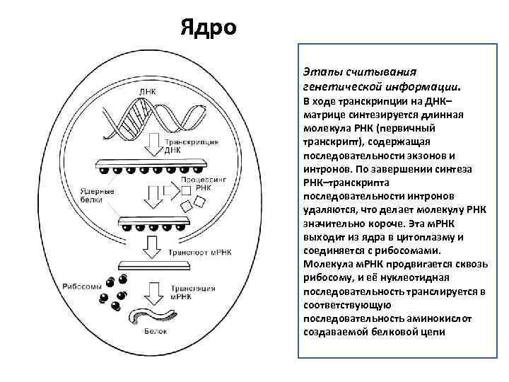 Схема переноса генетической информации в клетке роль матрицы