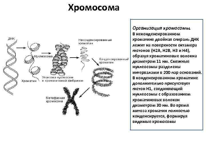 Строение хромосом днк. Строение хроматина и хромосомы. Функции хромосом и хроматина. Образование хромосом из хроматина. Структура хроматина хромосом.