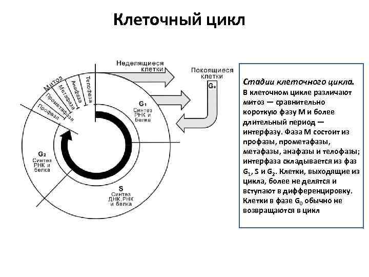 Стадии цикла клетки