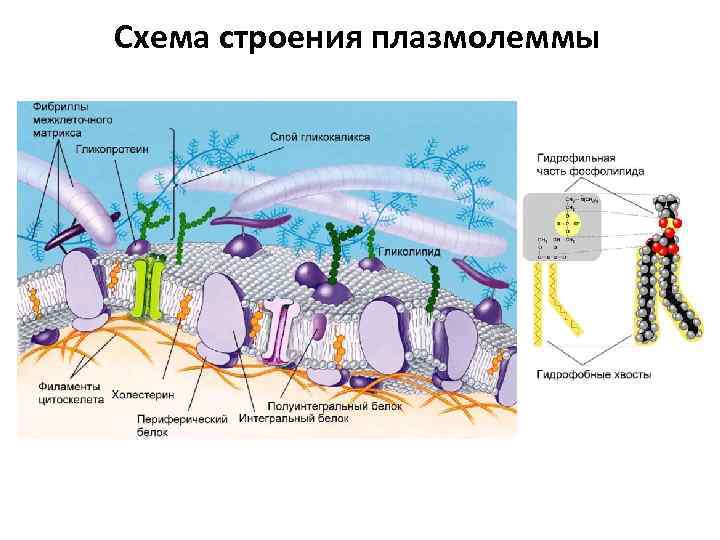 Схема плазмолеммы гистология