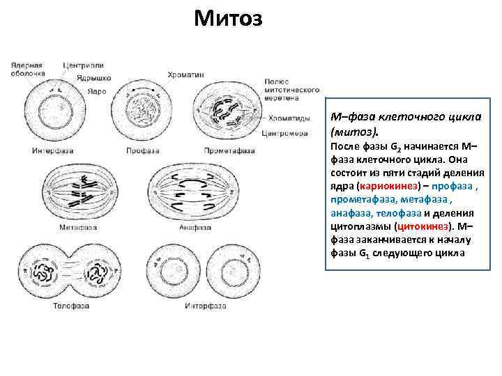 Митоз M–фаза клеточного цикла (митоз). После фазы G 2 начинается M– фаза клеточного цикла.