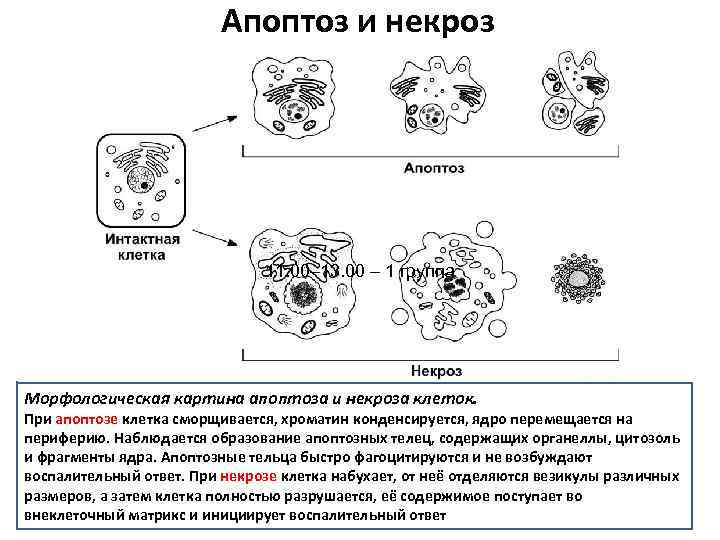 Апоптоз и некроз 11. 00– 13. 00 – 1 группа Морфологическая картина апоптоза и