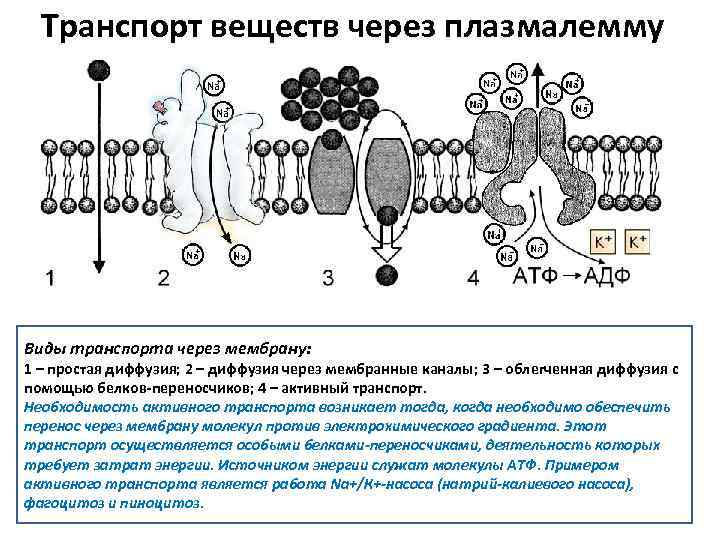 Схема мембранный транспорт