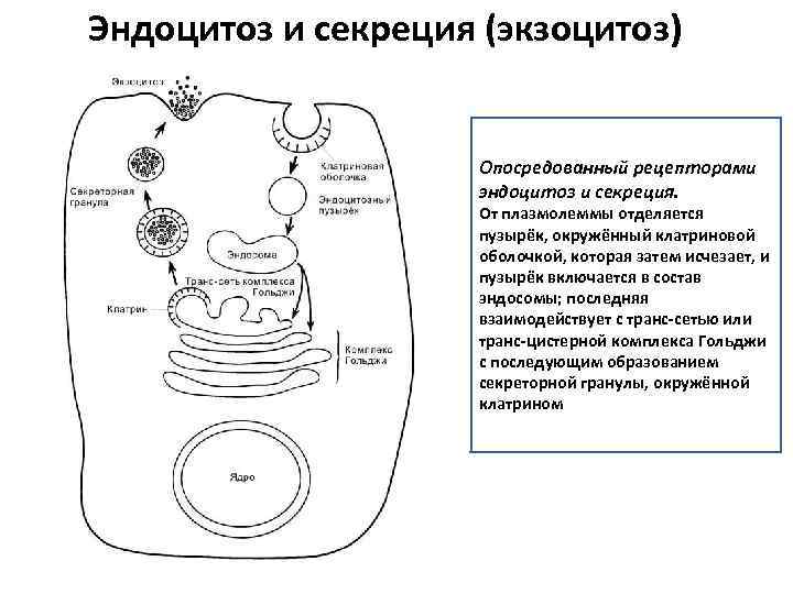 Схема эндоцитоз и экзоцитоз