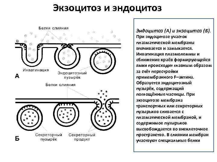 Экзоцитоз и эндоцитоз Эндоцитоз (А) и экзоцитоз (Б). При эндоцитозе участок плазматической мембраны впячивается