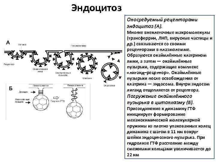 Эндоцитоз Опосредуемый рецепторами эндоцитоз (А). Многие внеклеточные макромолекулы (трансферрин, ЛНП, вирусные частицы и др.