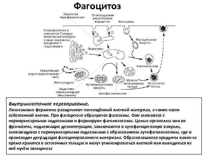 В образовании лизосом клетки участвуют. Фагоцитоз структура клетки. Фагоцитоз строение. Фагоцитоз строение органоида. Фагоцитоз строение и функции.