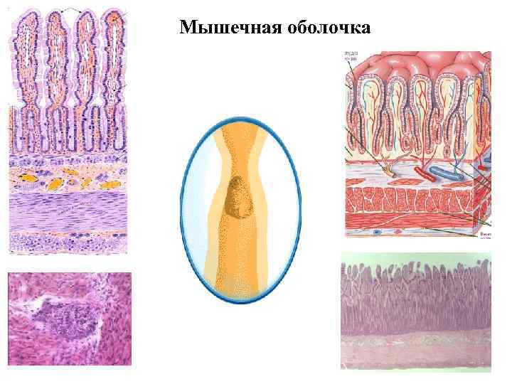 Мышечная оболочка 