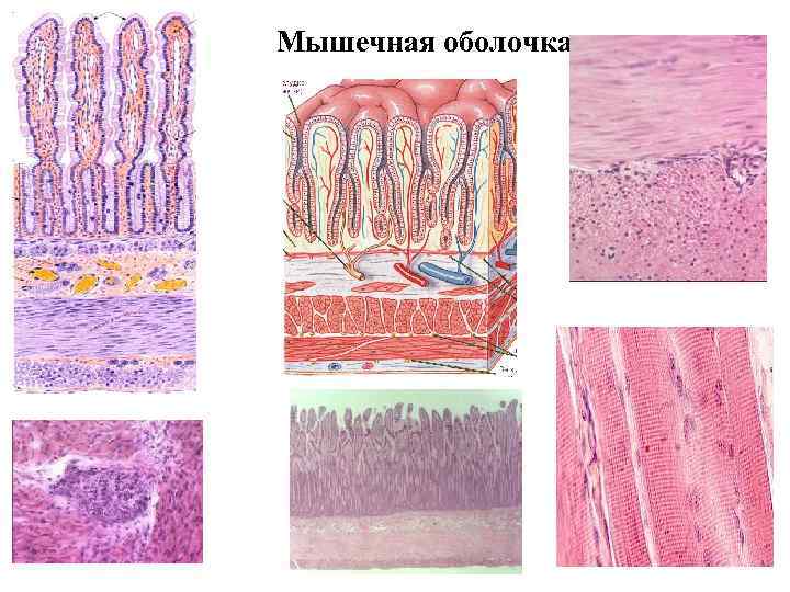 Мышечная оболочка 