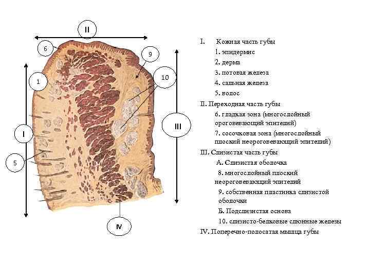II I. 6 9 10 1 6 III I 5 IV Кожная часть губы