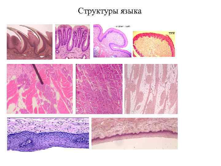 Структуры языка 