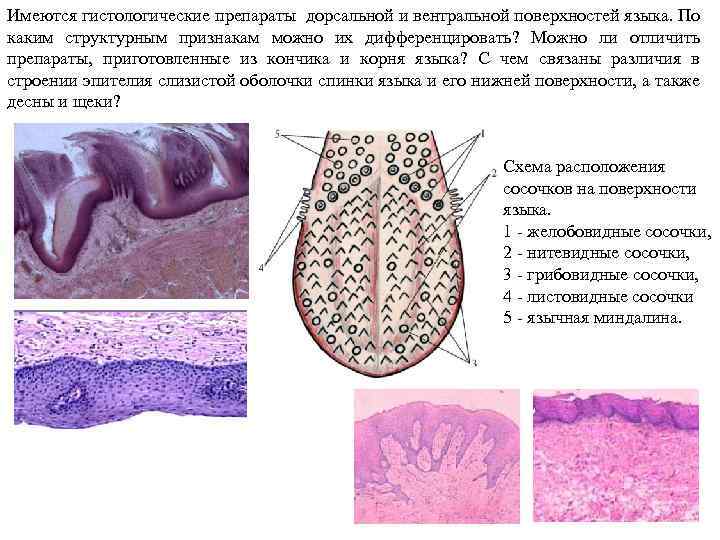 Дорсальный слой