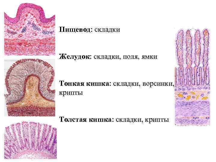 Железы пищевода