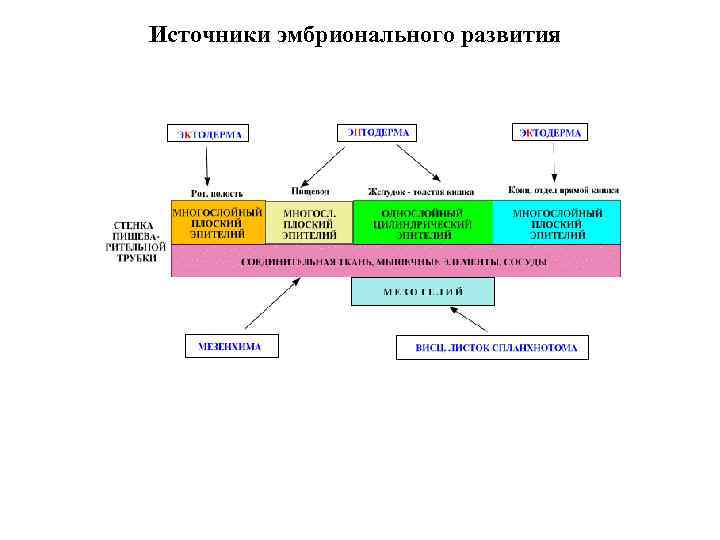 Источники эмбрионального развития 